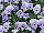 Freefall Pansy Marina 