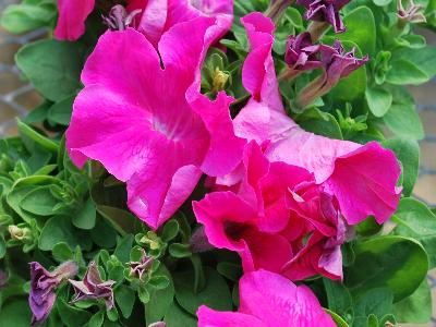 Espresso Grande Petunia Pink 