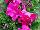 Floranova: Petunia  'Pink' 