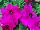 Floranova: Petunia  'Purple' 