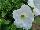 Floranova: Petunia  'White' 