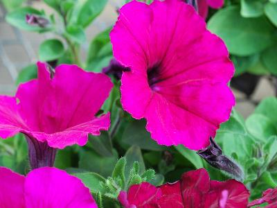 Espresso Petunia Ruby 