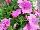 Floranova: Petunia  'Sweet Pink' 