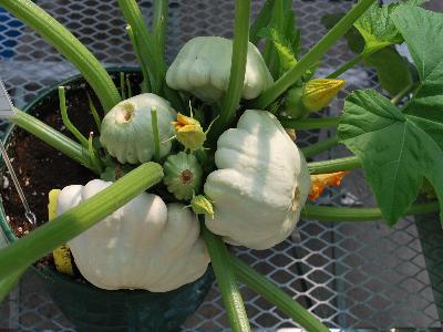 Squash  'Balmoral'