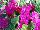 Floranova: Streptocarpus  'Burgundy' 