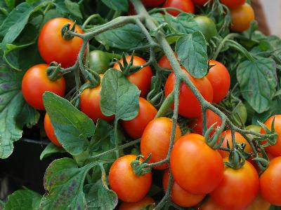 Tomato  'Red Profusion'
