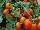 Floranova: Tomato  'Red Profusion' 