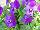 Bel Viso Viola Blue 