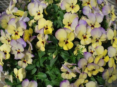 Viola Bel Viso 'Margarita'