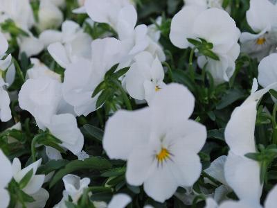 Viola Bel Viso 'Pure White'