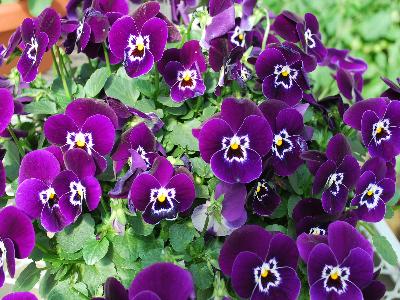 Viola Bel Viso 'Purple White Face'