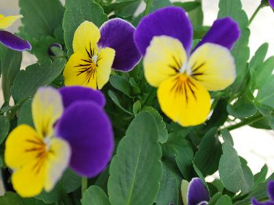 Viola Bel Viso 'Yellow Jump Up'