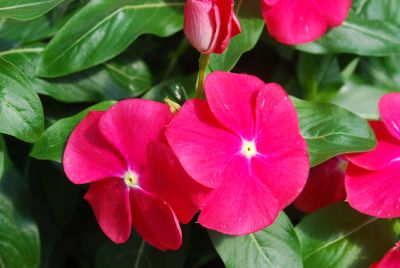 Vitesse Vinca Red with Eye 