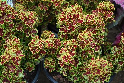 Plant Source International: Tidbits™ Coleus Tammy 