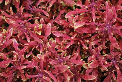 Coleus Hipsters™ 'Jasper'