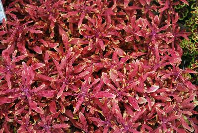 Coleus Hipsters™ 'Jasper'