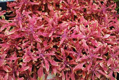 Coleus Hipsters™ 'Jasper'