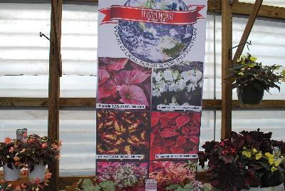 Seen @ Spring Trials 2016.: Welcome to Terra Nova Nurseries Spring Trials 2016, your global source for innovation, featuring REVELATION™ Begonia “Maroon', COCOA™ Begonia 'Enchanted Moonlight', TERRA NOVA™ Coleus 'Macaw', TERRA NOVA™ Coleus 'Maharaja' and others.