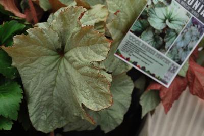 Terra Nova Nurseries: Begonia Pewter Cool Breeze™