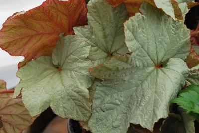 Cool Breeze™ Begonia Pewter 