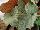 Terra Nova Nurseries: Begonia  'Pewter' 