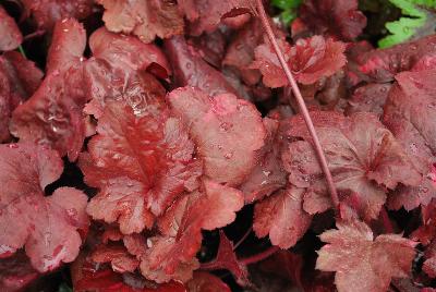 Heuchera  'Galaxy'