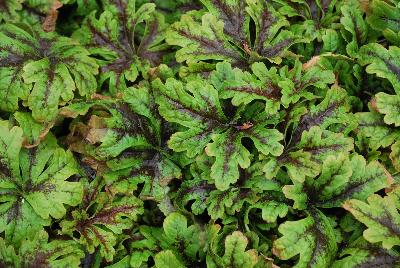  Tiarella Sylvan™ Lace 