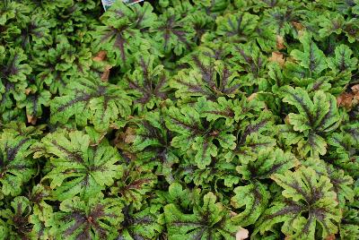 Tiarella  'Sylvan™ Lace'