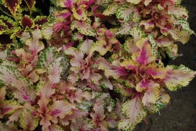 Terra Nova Nurseries: TerraNova® Coleus Mystic Light 