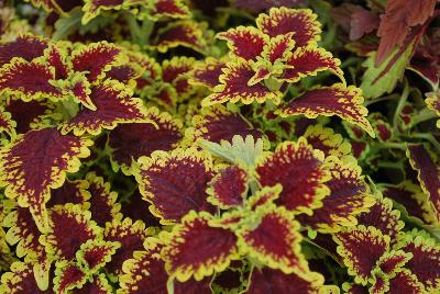 Terra Nova Nurseries: Flying Carpet™ Coleus Thriller 