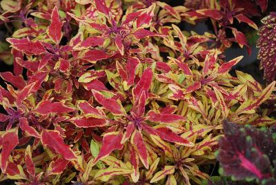 Plant Source International: Hipsters™ Coleus Zooey 