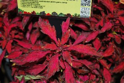 Plant Source International: Wildfire™ Coleus Ignition 