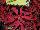 Wildfire™ Coleus Ignition 