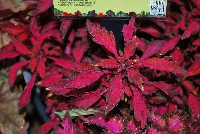 Plant Source International: Wildfire™ Coleus Ignition 