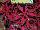 Wildfire™ Coleus Ignition 