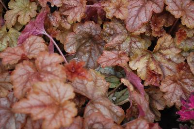 Heucherella Cascade™ 'Autumn Cascade'