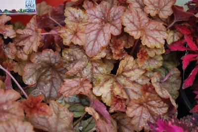 Heucherella Cascade™ 'Autumn Cascade'