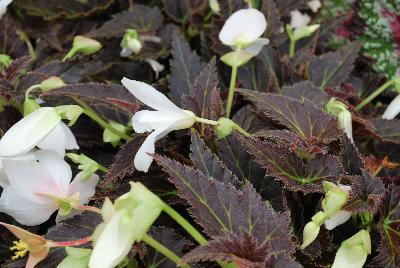 Cocoa™ Begonia Enchanted Moonlight 