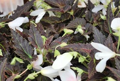 Terra Nova Nurseries: Cocoa™ Begonia Enchanted Moonlight 