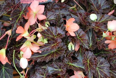 Terra Nova Nurseries: Cocoa™ Begonia Enchanted Sunrise 