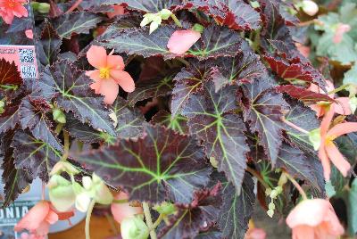 Cocoa™ Begonia Enchanted Sunrise 