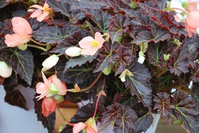 Terra Nova Nurseries: Cocoa™ Begonia Enchanted Sunrise 