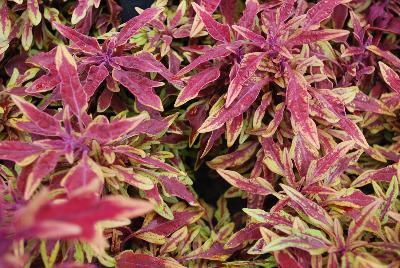 Coleus Hipsters™ 'Zooey'