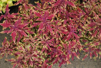 Plant Source International: Hipsters™ Coleus Zooey 