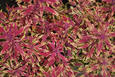 Plant Source International: Hipsters™ Coleus Zooey 