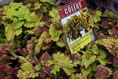 Plant Source International: Color Clouds™ Coleus Honeybear 