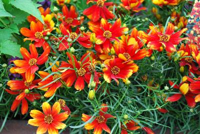  Coreopsis Lightning Bug 