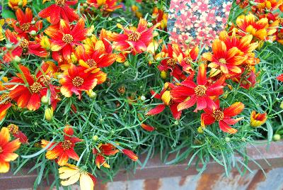 Coreopsis  'Lightning Bug'