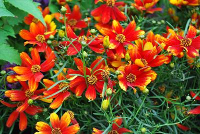 Coreopsis  'Lightning Bug'