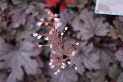 Heucherella Cascade™ 'Plum Cascade'